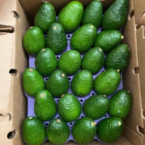 Avocado Elite- 1Box(10kg)