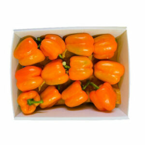 Capsicum Orange Box…